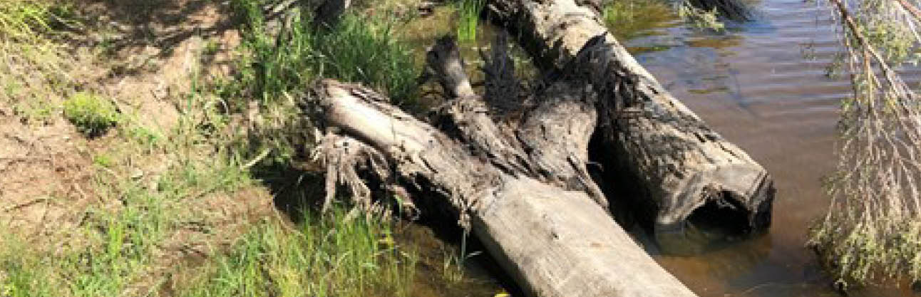 wetlands